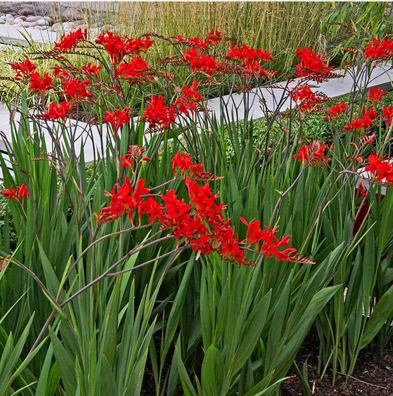 Crocosmia