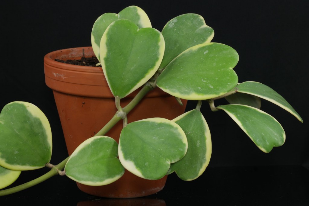 Hoya-kerrii-Variegata-1