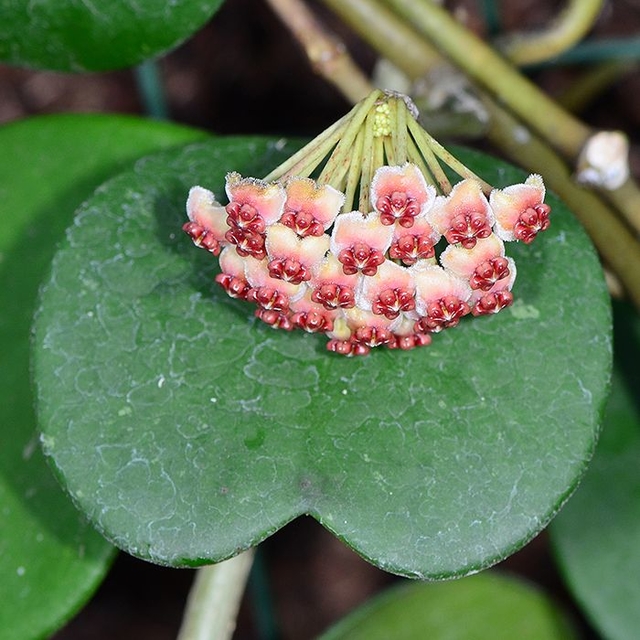 Hoya kerrii1