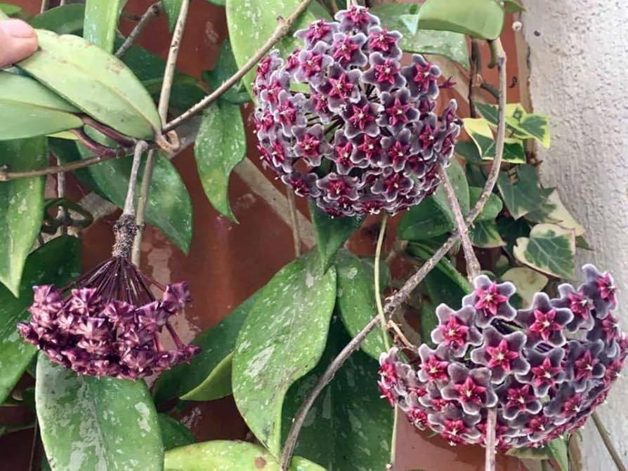 Hoya publicalyx Red Button5