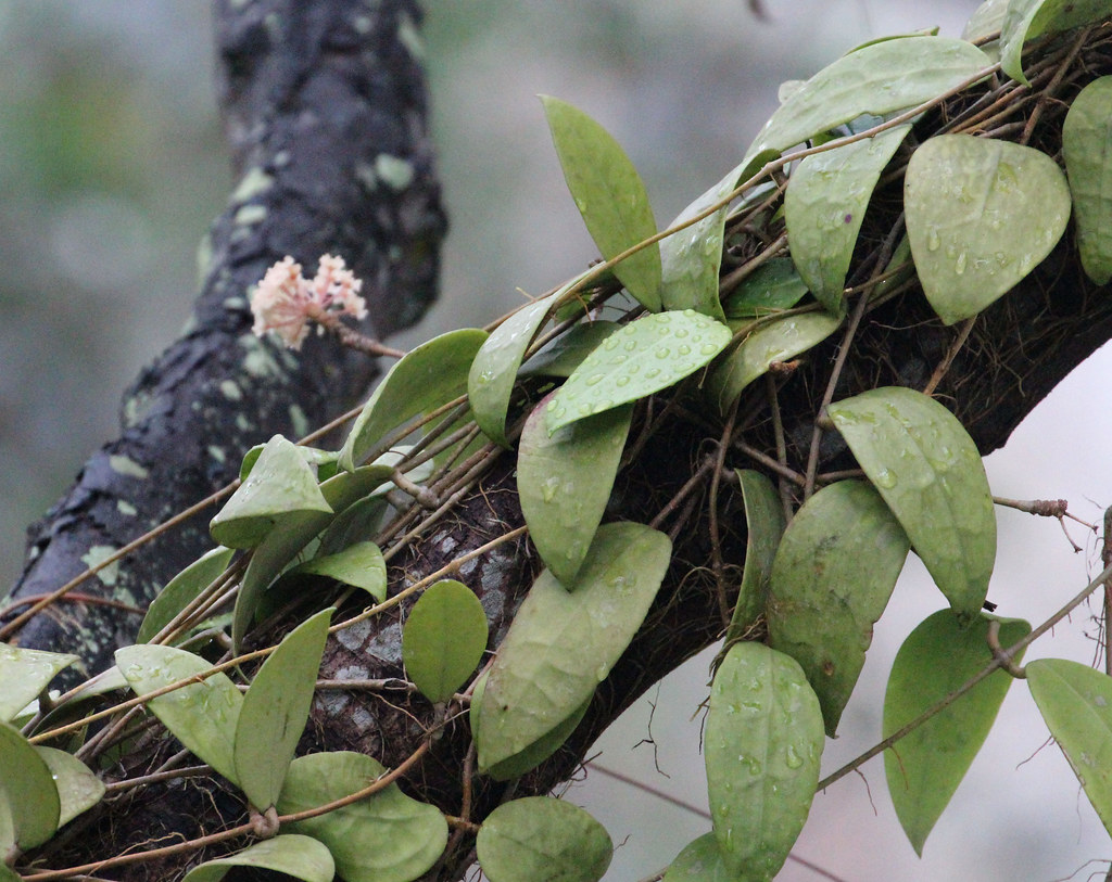 Hoya verticillata