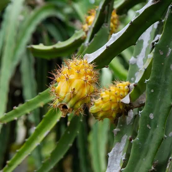 Hylocereus megalanthus