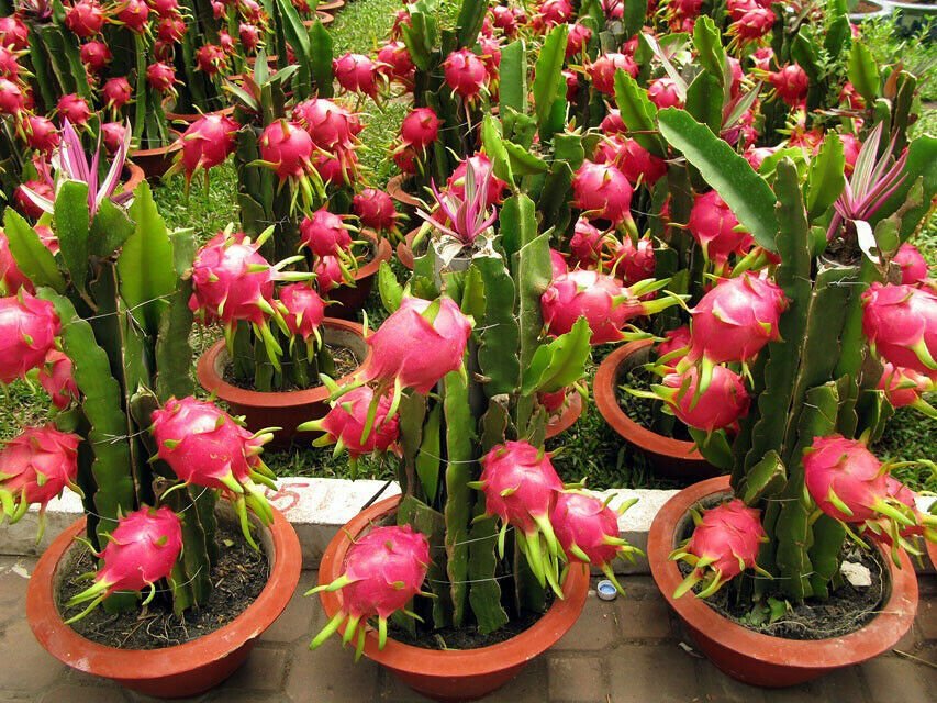 Hylocereus undarus