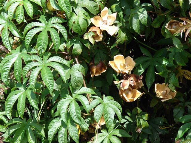 Como cultivar a Rosa-de-madeira (Ipomoea tuberosa) - PlantaSonya - O seu  blog sobre cultivo de plantas e flores