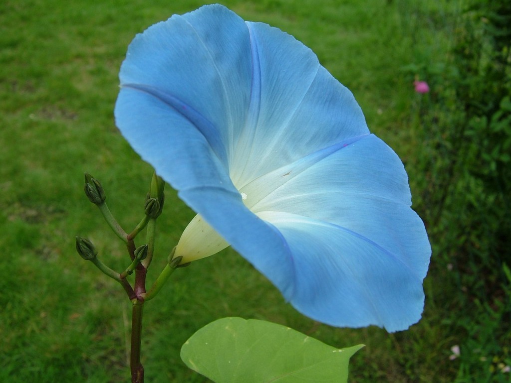 Ipomoea