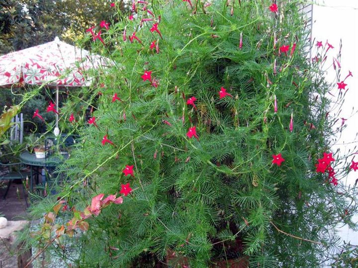 Ipomoea quamoclit