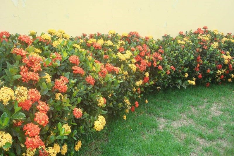 Ixora coccínea