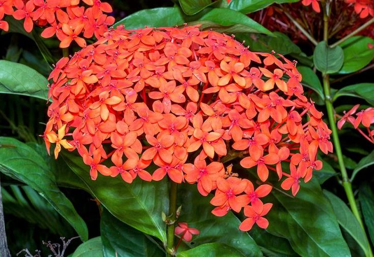 Ixora coccínea3