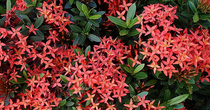 Ixora coccínea9