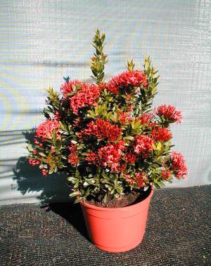 Ixora vermelha – (Ixora chinensis) - PlantaSonya - O seu blog sobre cultivo  de plantas e flores