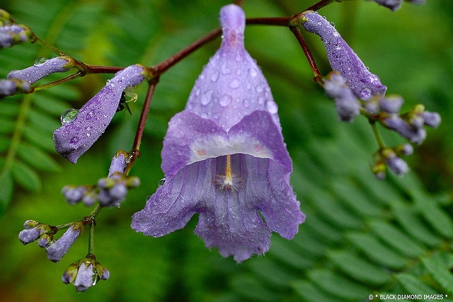 Jacaranda mimosifolia6
