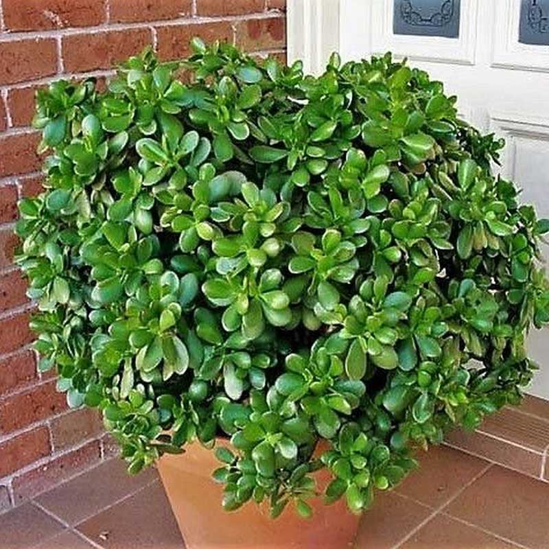 Jade3