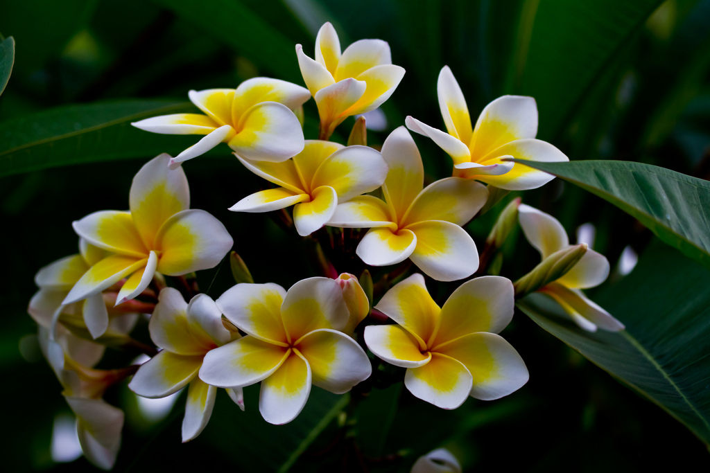 White and Yellow Plumeria Bunch White and Yellow Plumeria Bunch