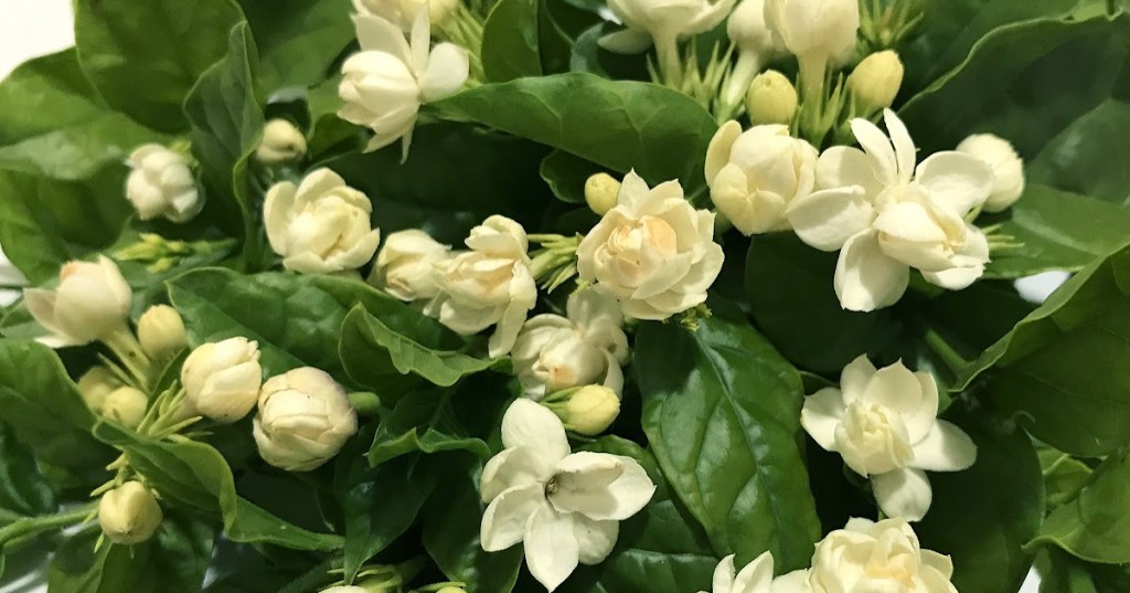 Jasminum sambac