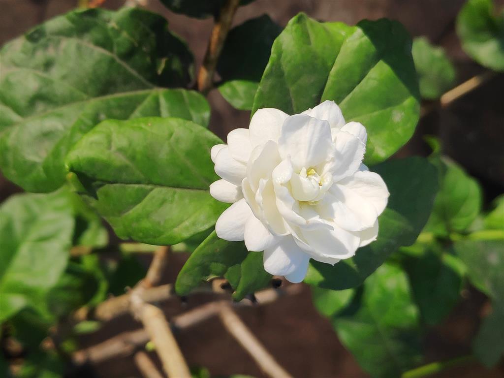 Jasminum sambac9 