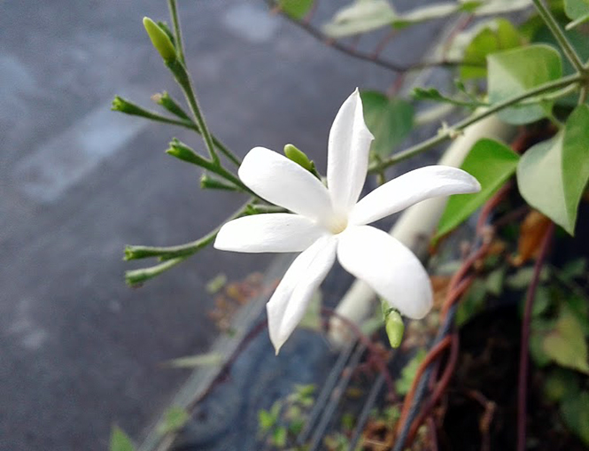 Jasminun azoricum1