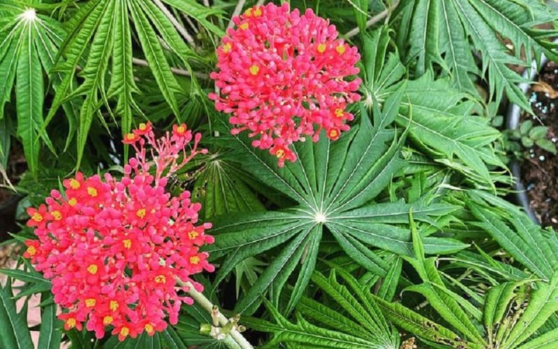 Jatropha Multifida