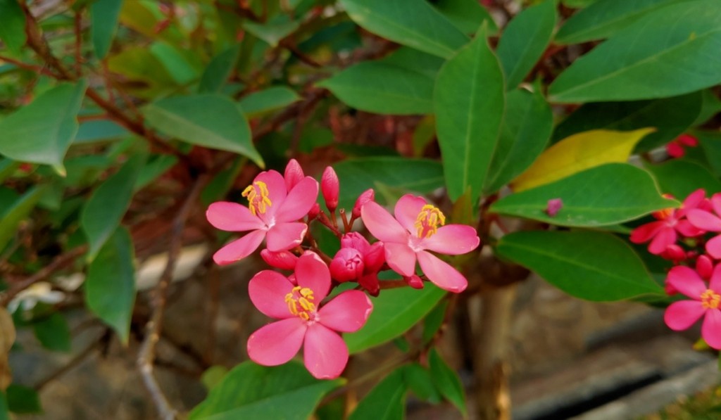 Jatropha integerrima