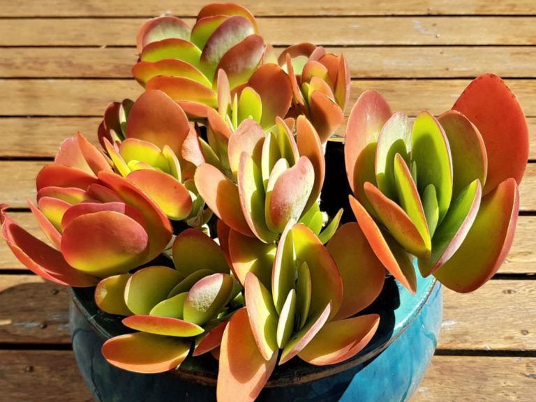 Kalanchoe-luciae Kalanchoe-luciae