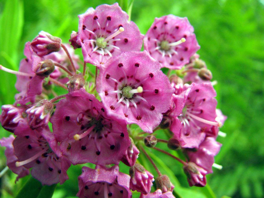 Kalmia latifolia