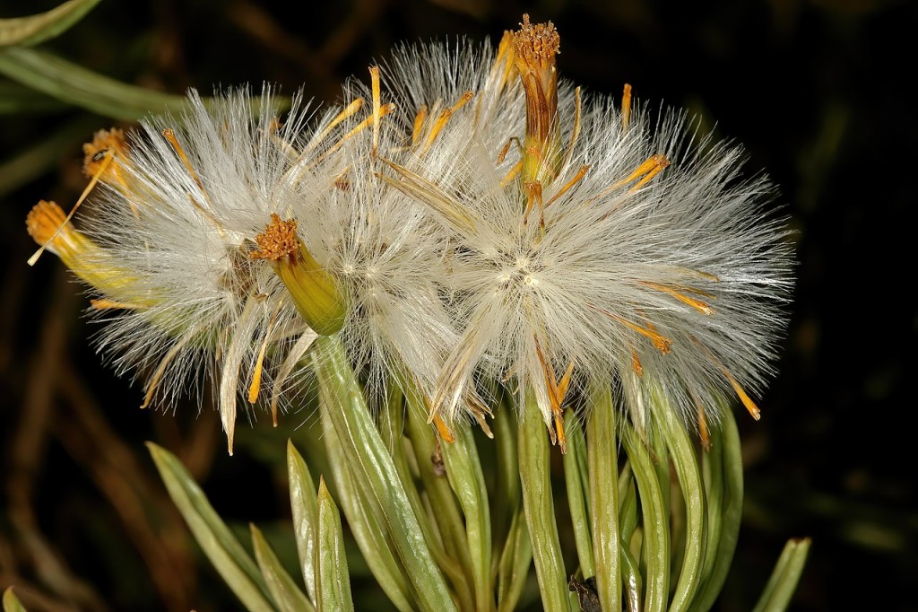 Senecio barbertonica