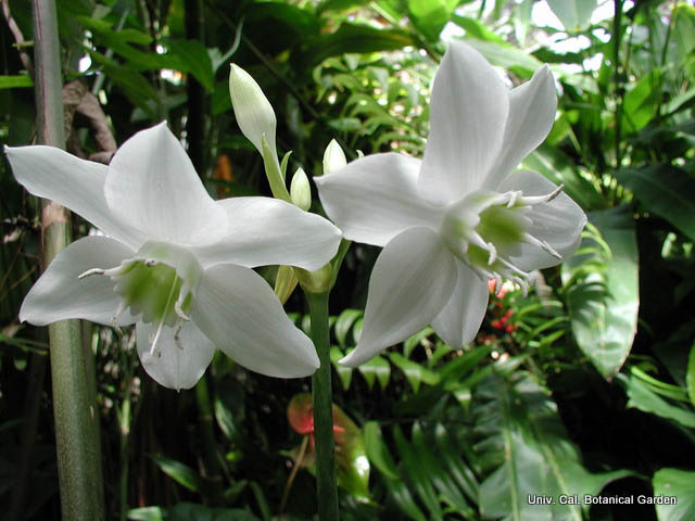 Como cuidar do Lírio-do-Amazonas – (Eucharis grandiflora) - PlantaSonya - O  seu blog sobre cultivo de plantas e flores