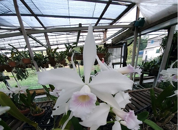 Laelia purpurata v. russelliana