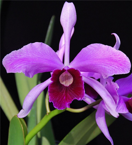 Laelia purpurata “Flâmea Sanguinea” 