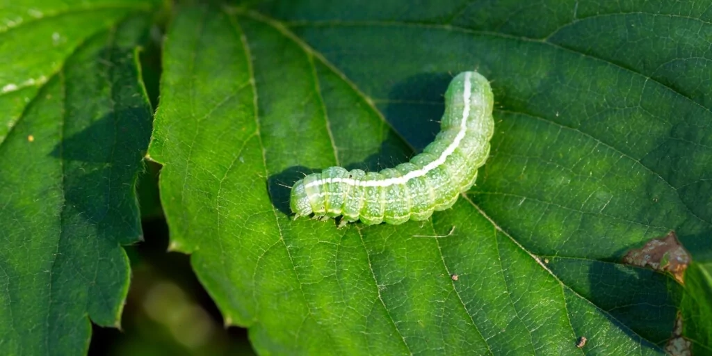 Lagarta-verde-folha.jpg