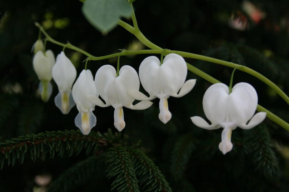 Lamprocapnos Spectabilis branca