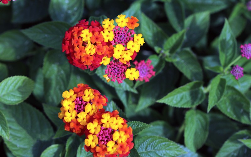 Lantana camara