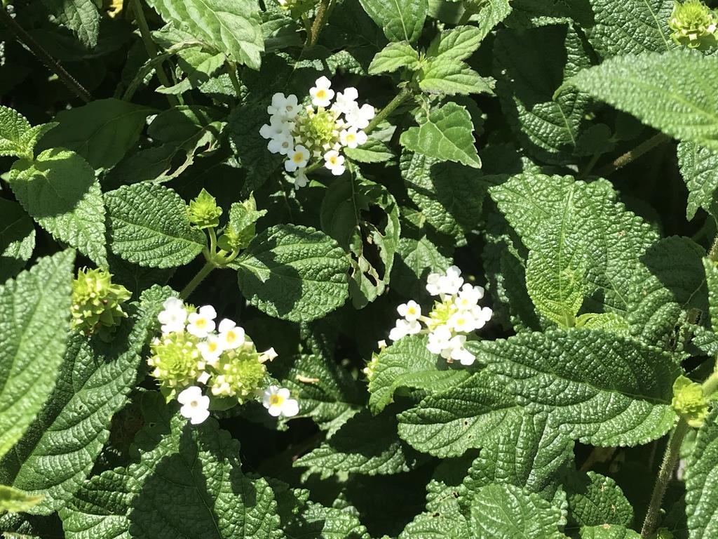 Lantana undulata