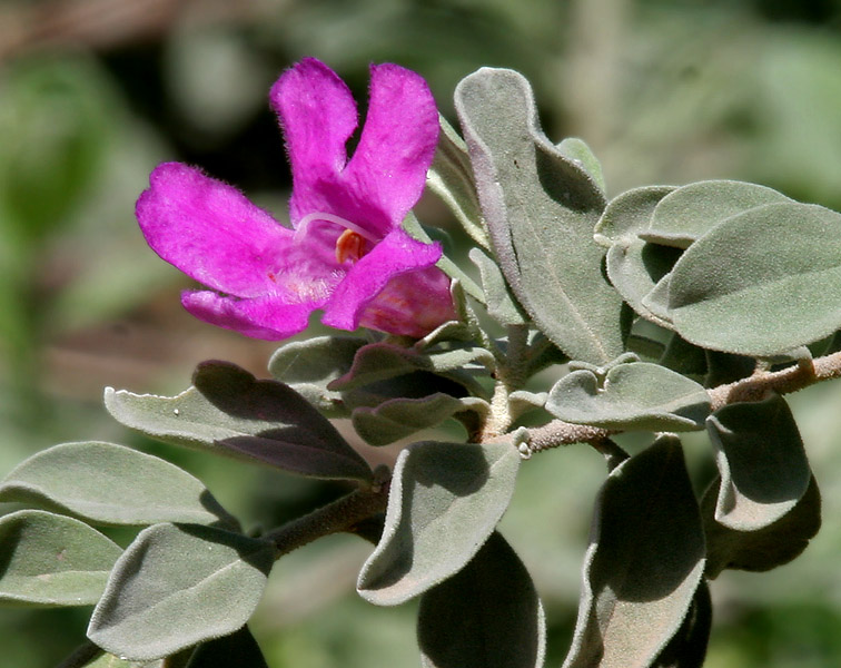 Leucophyllum frutescens1