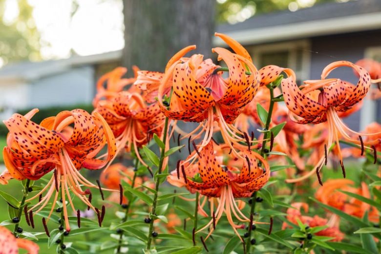 Lilium lancifolium