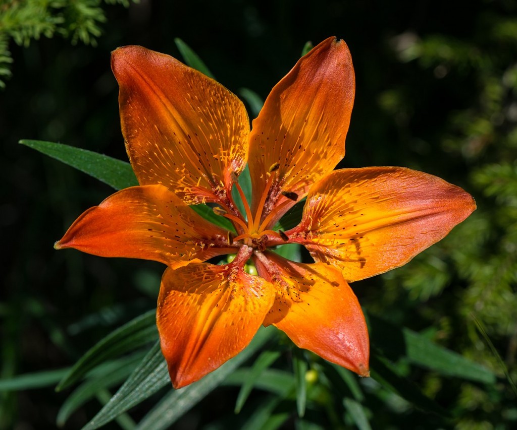 Lilium_bulbiferum_var._bulbiferum_01