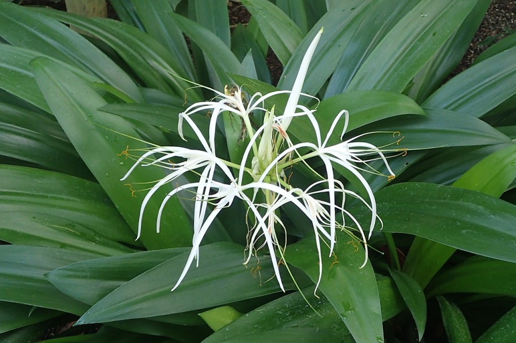 Lirio-Aranha-branco