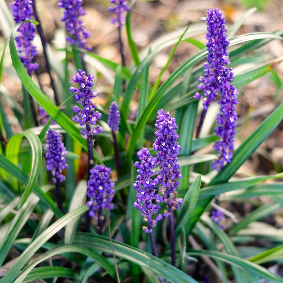 Liriope-muscari