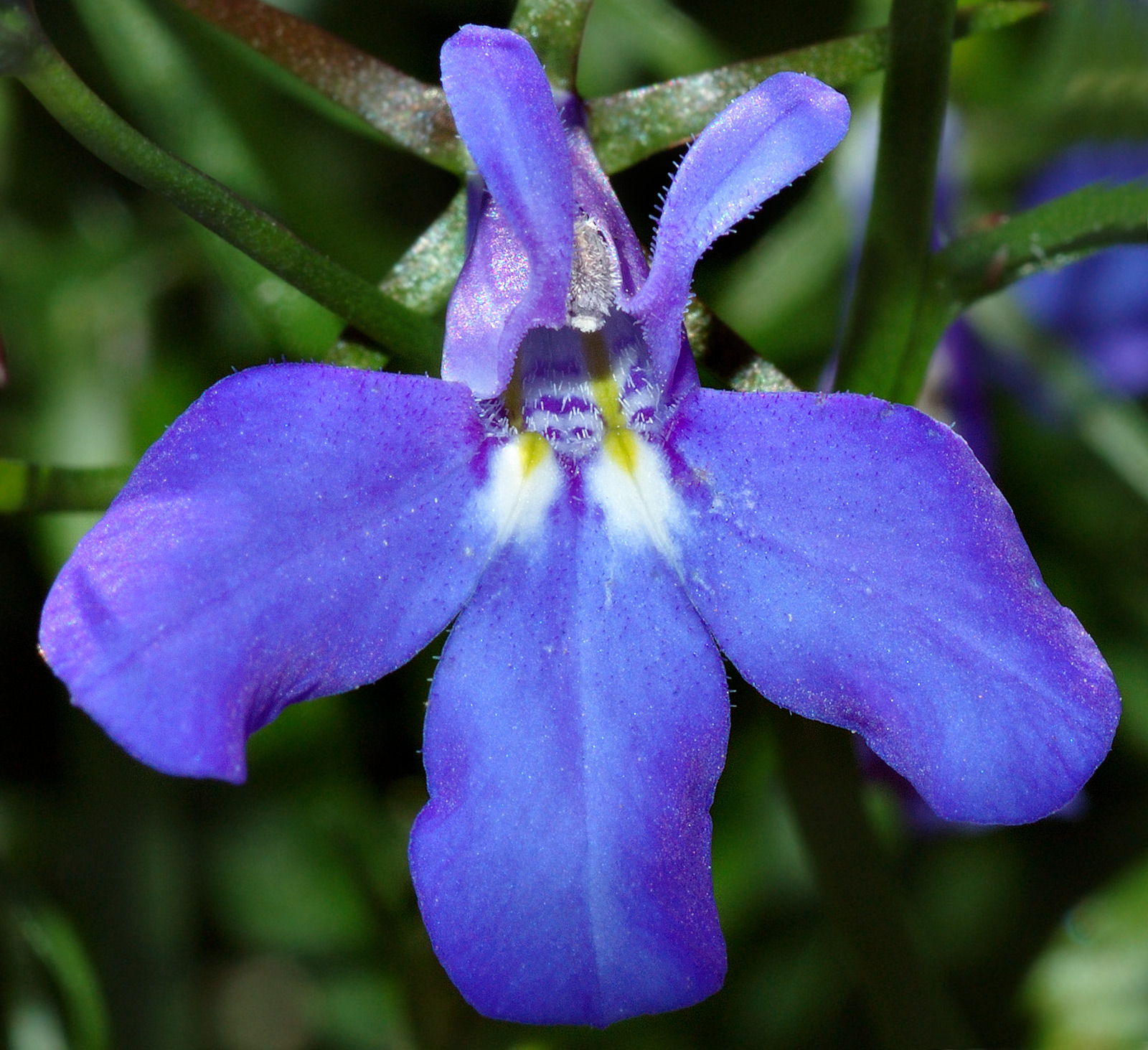 Características e cultivo das Lobélias-azuis (Lobelia erinus ...