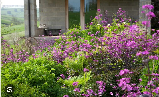 Lunaria-Annua