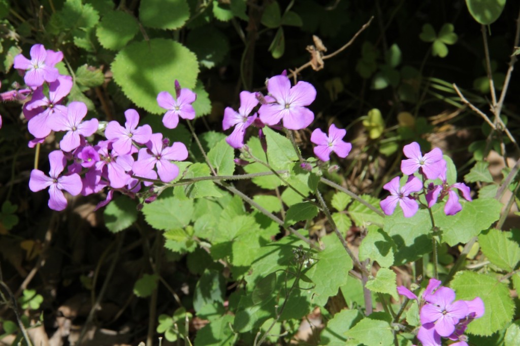 Lunaria_annua_1