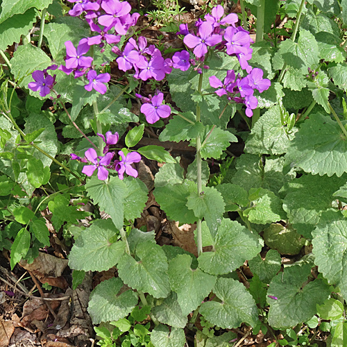 Lunaria_annua_23