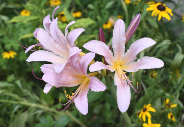 Lycoris Squamigera6
