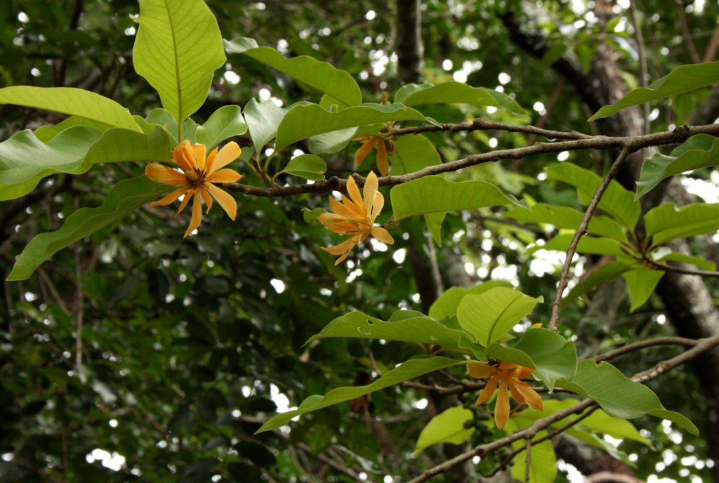 Magnolia-champaca