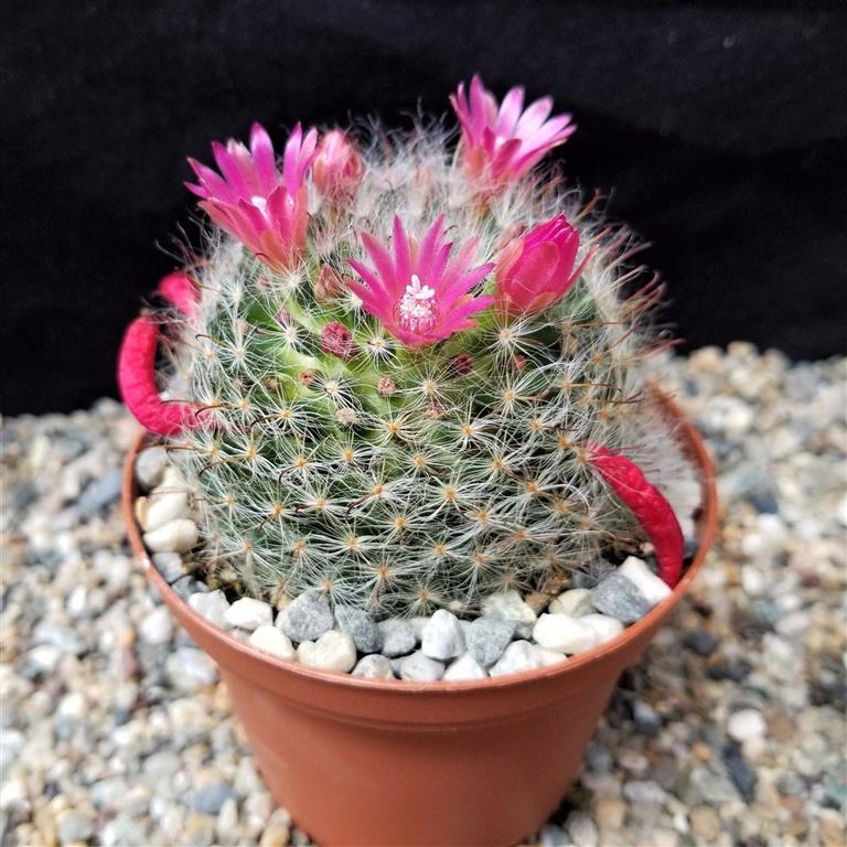 Mammillaria bocasana 1