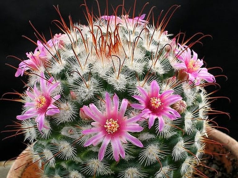 Mammillaria bombycina