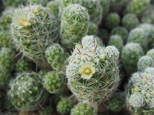 Mammillaria vetula