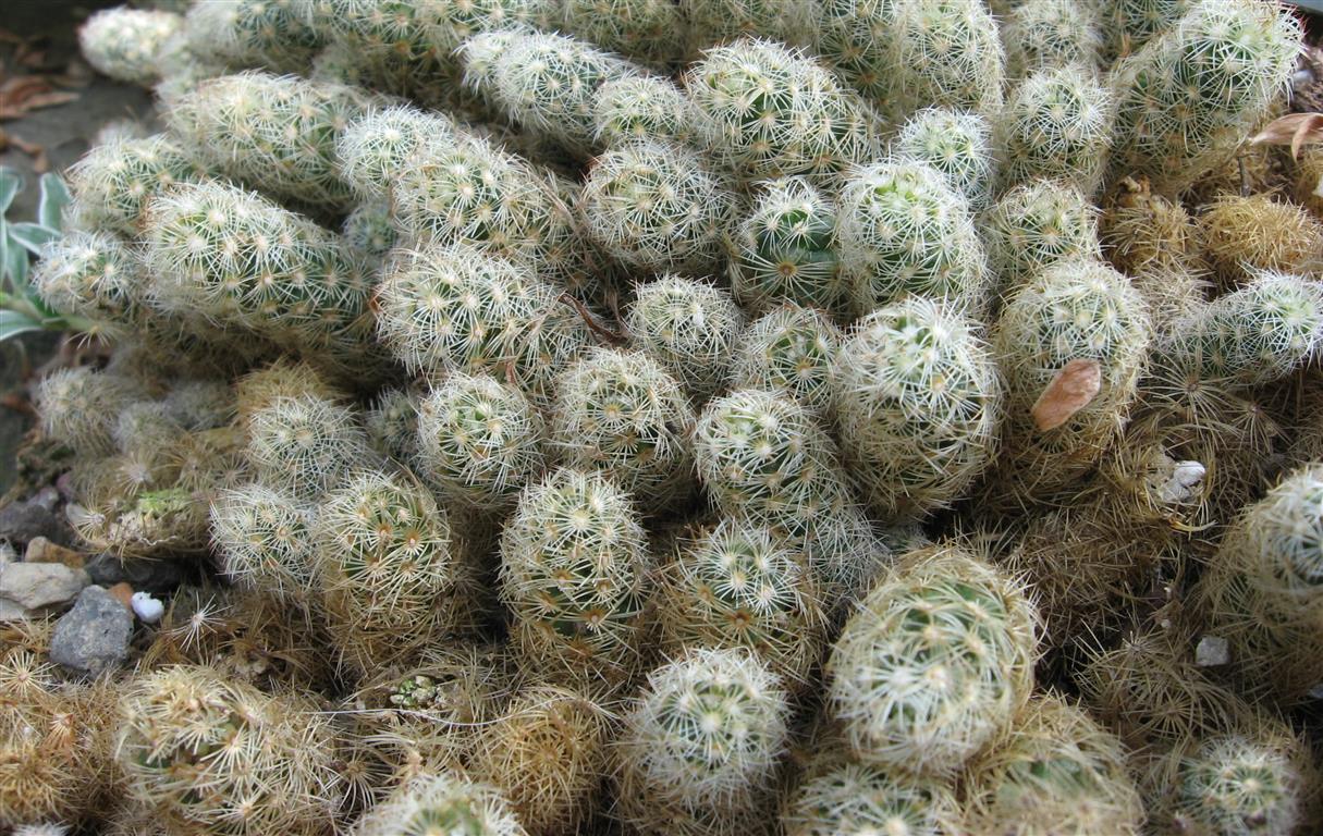 Características e cultivo do Cacto Dedo-de-moça (Mammillaria elongata) -  PlantaSonya - O seu blog sobre cultivo de plantas e flores