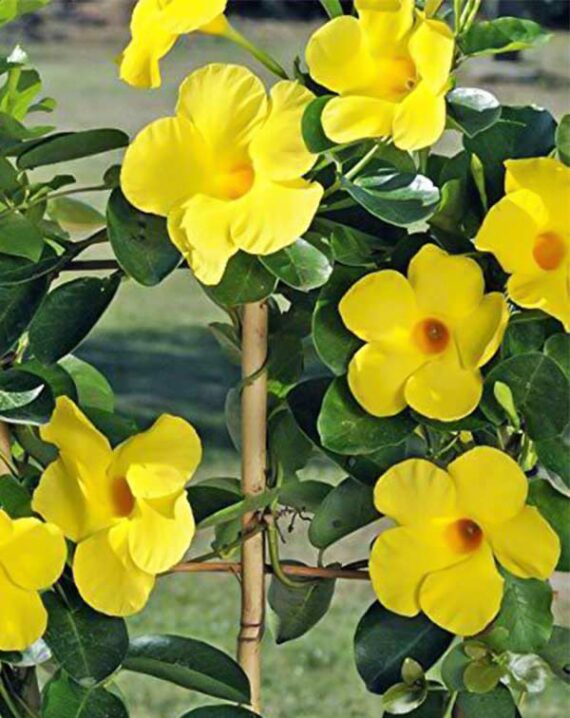 Mandevilla-splendens