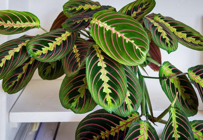 Maranta leuconeura