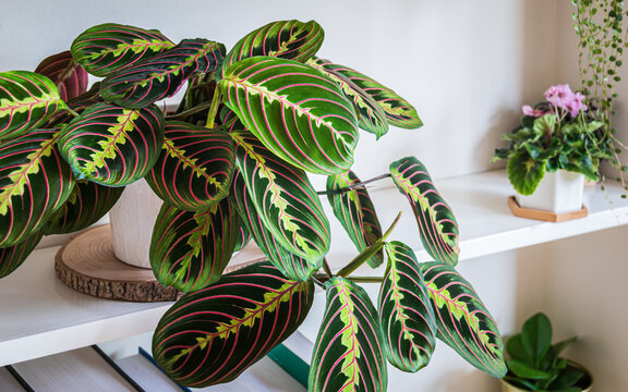 Maranta leuconeura var. erythroneura